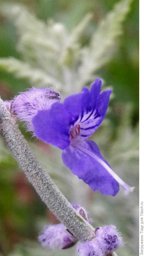 А это тебе цветочек моей перовскии)))