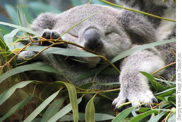 фото из интернета