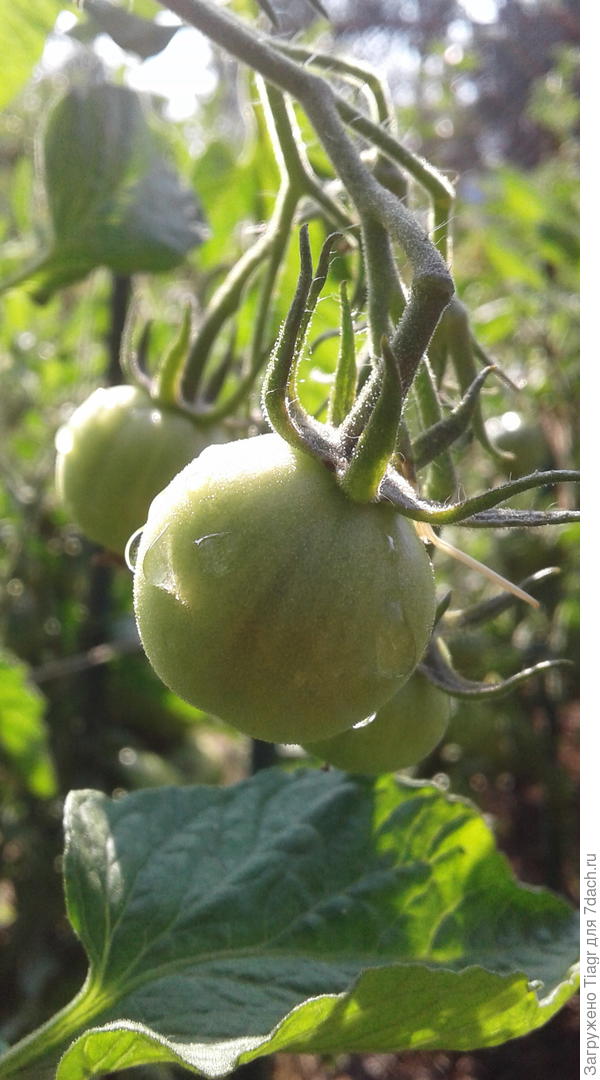 это они на грядке