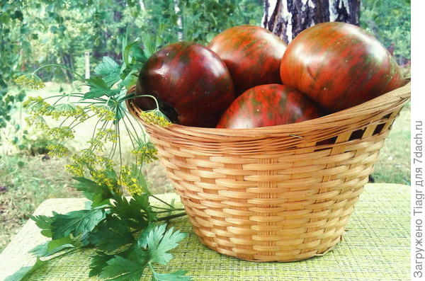 это Амурский тигр. что я тестировала