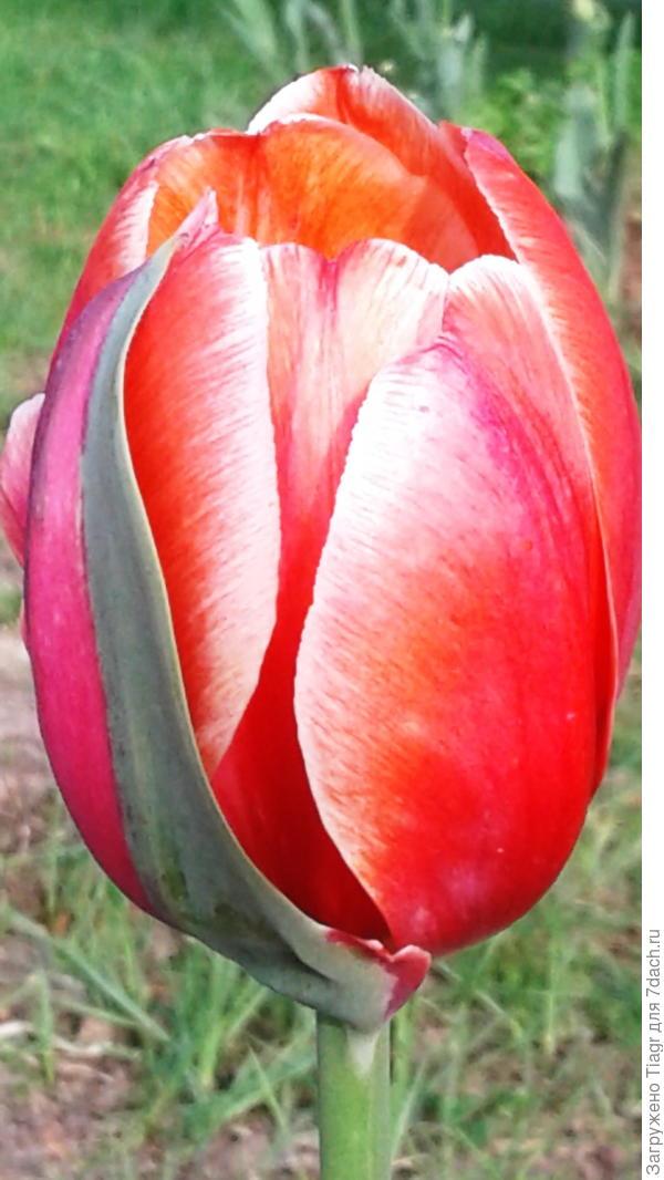 очаровашка)))