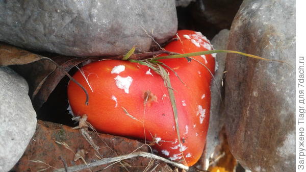 Это Вам. Алтайскому краю от Подмосковья. С любовью)))