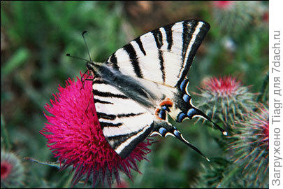 Фото Amanae (Ирины Шкут) https://7dach.ru/Amanae/rudbekiya---mohnatoe-solnyshko-sredi-zeleni-ogoroda-195121.html?cid=742991