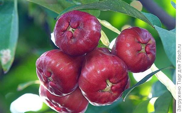 фото из интернета