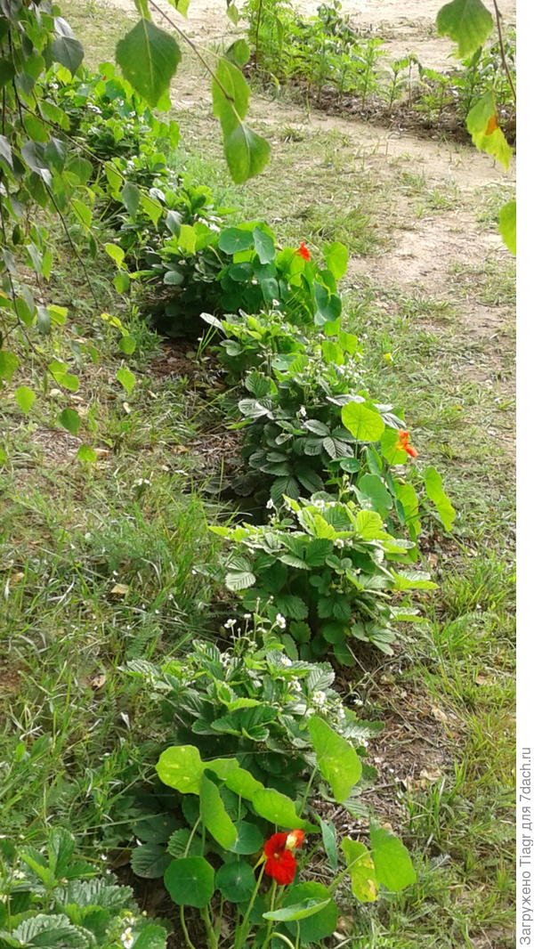 растут и не жалуются