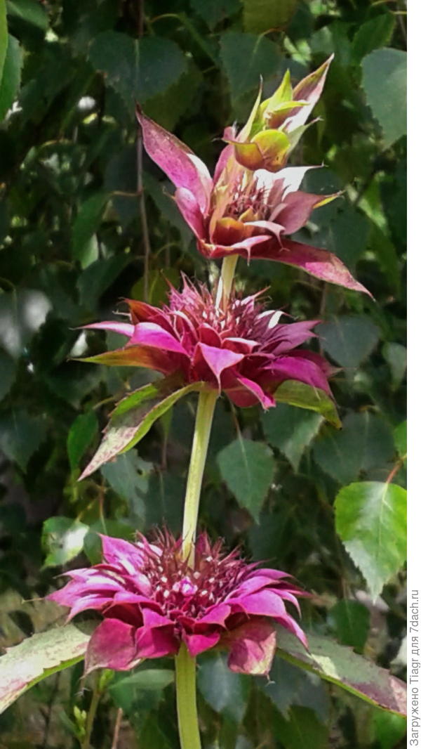 один из представителей нового цветника