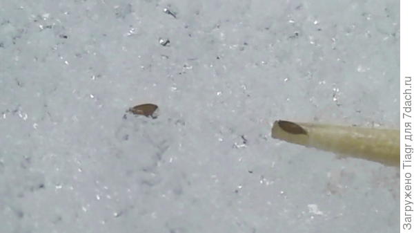 раскладываю с помощью зубочистки