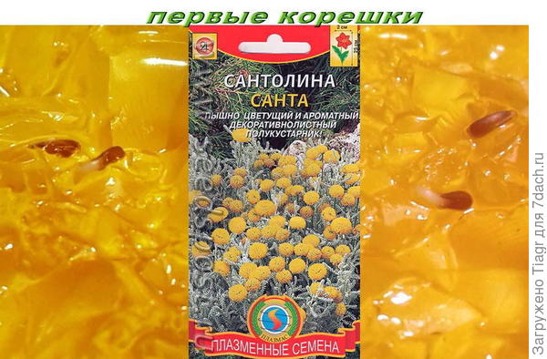 стратифицировала на гидрогеле