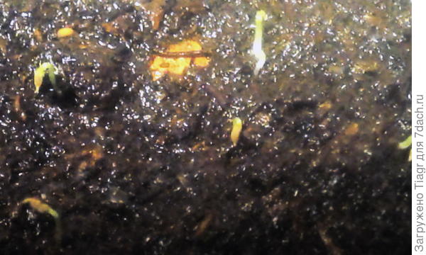 всходы горечавки семираздельной