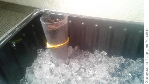 так как они без дна, чтобы грунт не высыпался и чтобы они сами были устойчивые, то ставлю стаканчики на слой гидрогеля