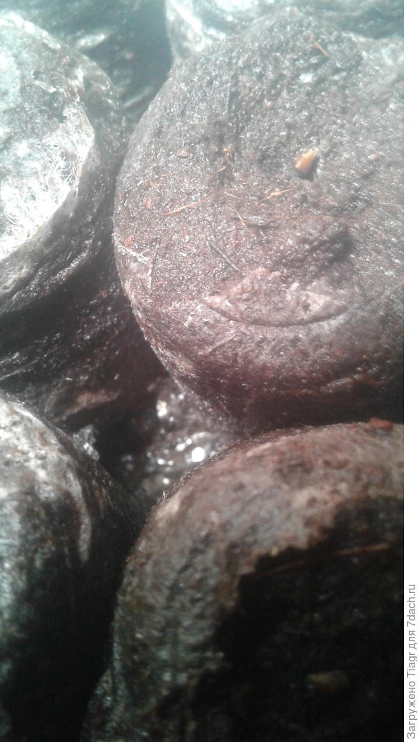 они также установлены на гидрогель, а потому не пересыхают. Вот на фото прорастает примула. Поливать можно сам гидрогель. Потом использованный таким образом гидрогель добавить в грунт, где будут посеяны другие культуры.