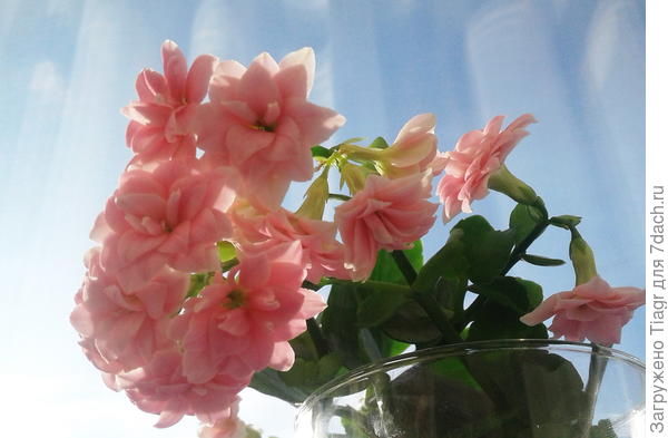 и вот такое каланхоэ размножали черенками, что подарить молодые кустики каждой группе)))