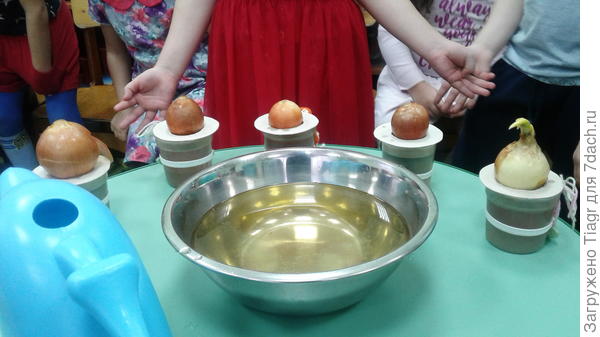 это просто для наблюдения за корнями и за ростом зелёного пера