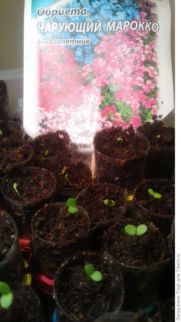 видишь, ещё махонькие совсем)))