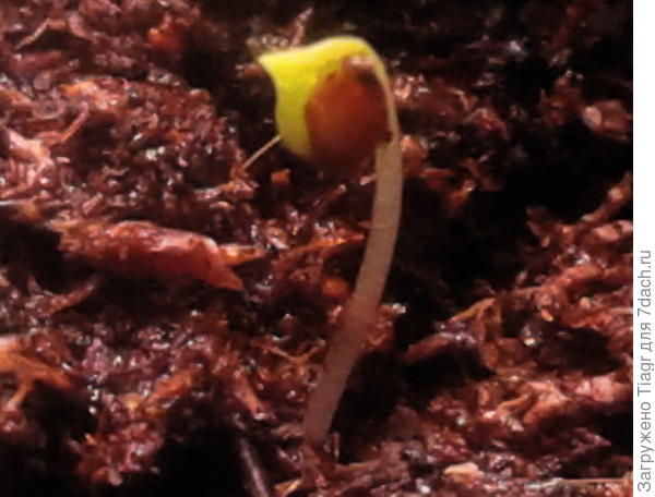 вот так рождается обриета