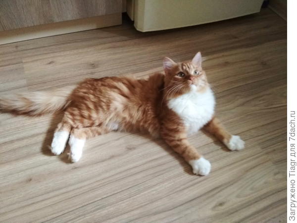 обожаю отдыхать рядом с холодильником