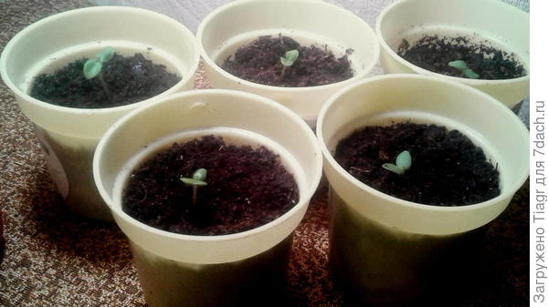 Водопад лета