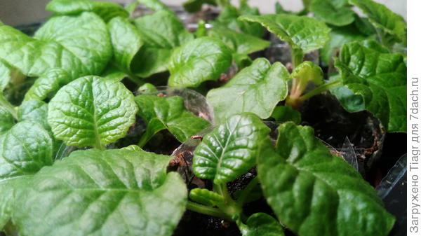 так выглядит моя колоссеа от Аэлиты