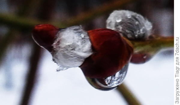 почки просыпаются