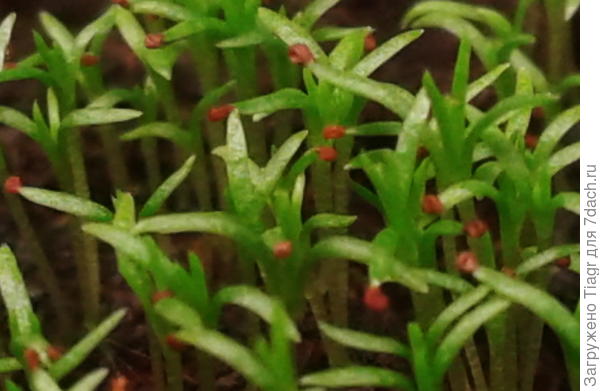 милая травка - мшанка шиловидная