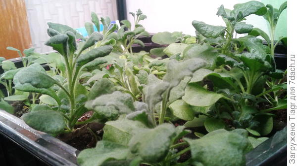 У меня уже готовые к высадке в ОГ растения.