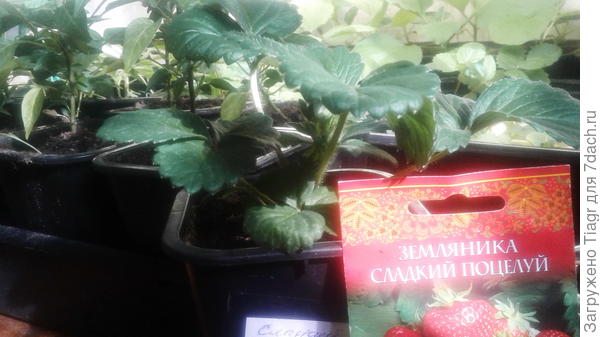 Крупноплодная земляника Сладкий поцелуй. Из призовых семян от Гавриш.