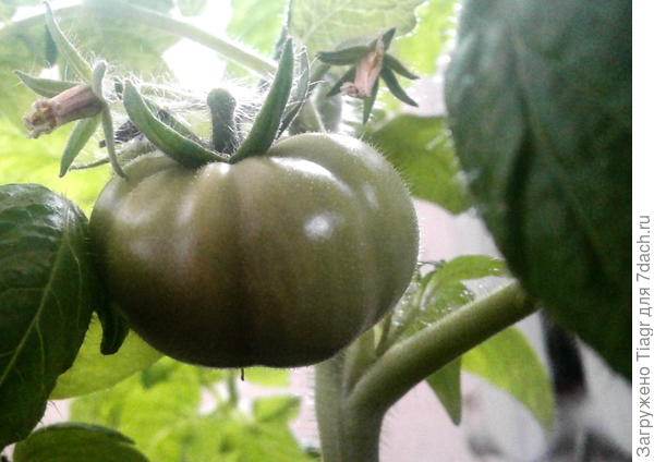 Ранняя пташка