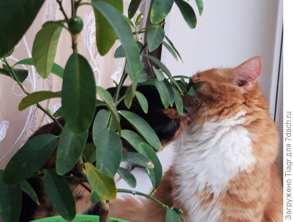 Твои пацанята - это лучшее, что есть в жизни!!!!! Остальное - Х-НЯ)))