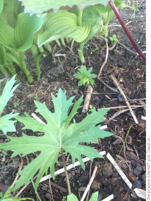 и детка в стороне , к хосте ближе