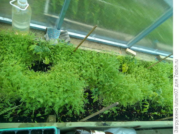 Томатам фацелия понравилась