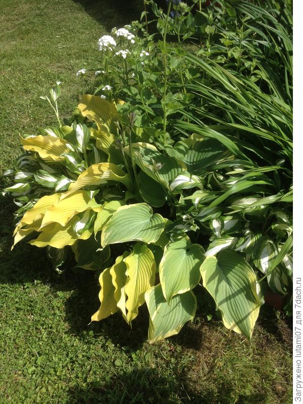 Лилейники, хосты и турецкая гвоздика.