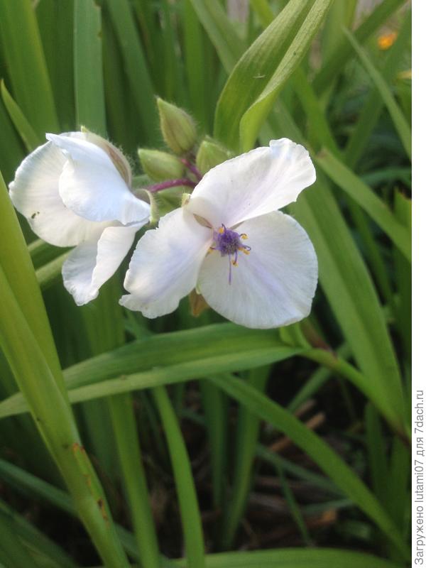 Садовая традесканция