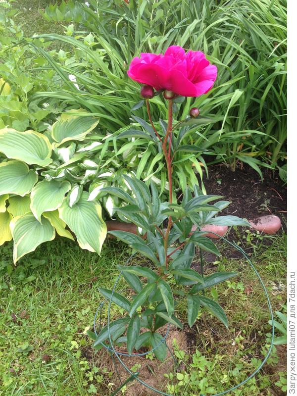 Древовидный пион