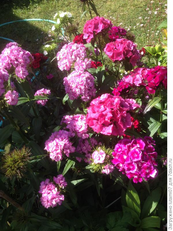 Опять турецкая гвоздика. Брала смесь окрасок. Но расцветок получилось больше, чем заявлено, что радует.