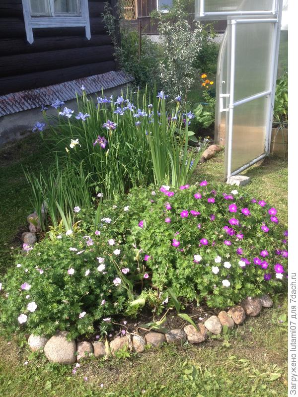 Садовая герань