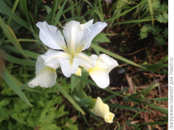 Сибирский ирис