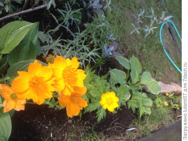 Купальница