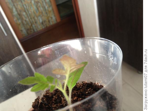 и цветные листики с обратной стороны