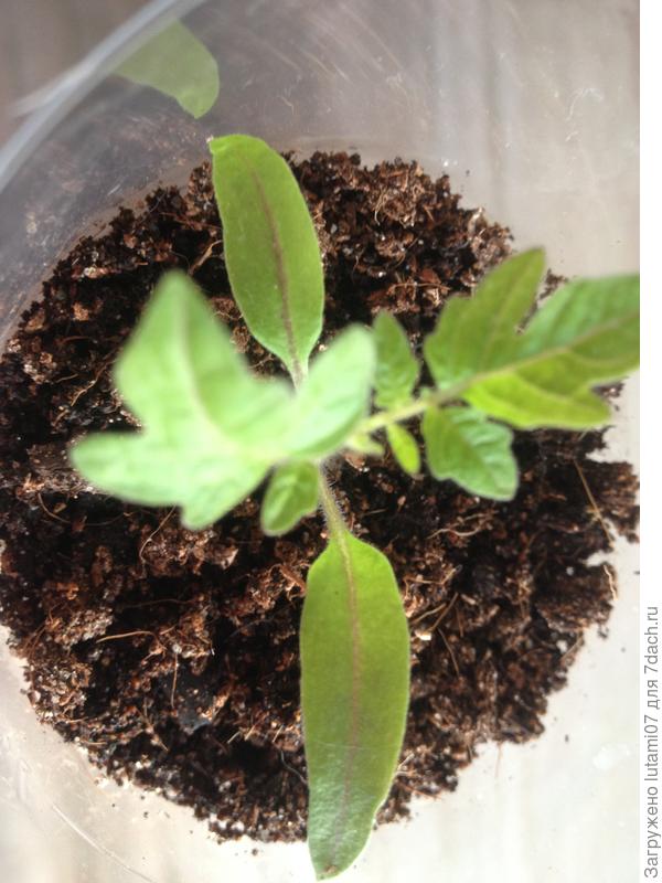 сиреневые прожилки на семидольках