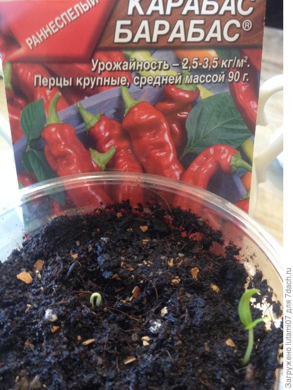 Первый долгожданный перчик