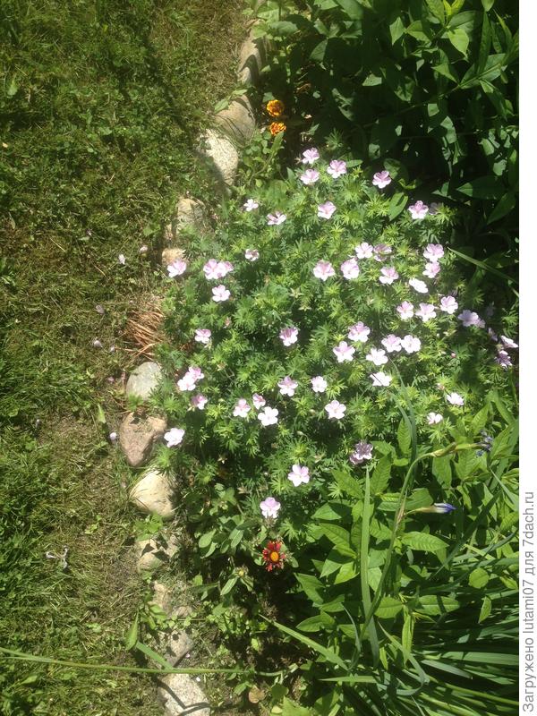 Садовая герань розовая