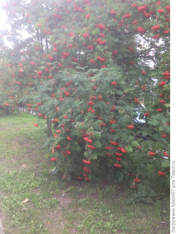 под тяжестью ягод