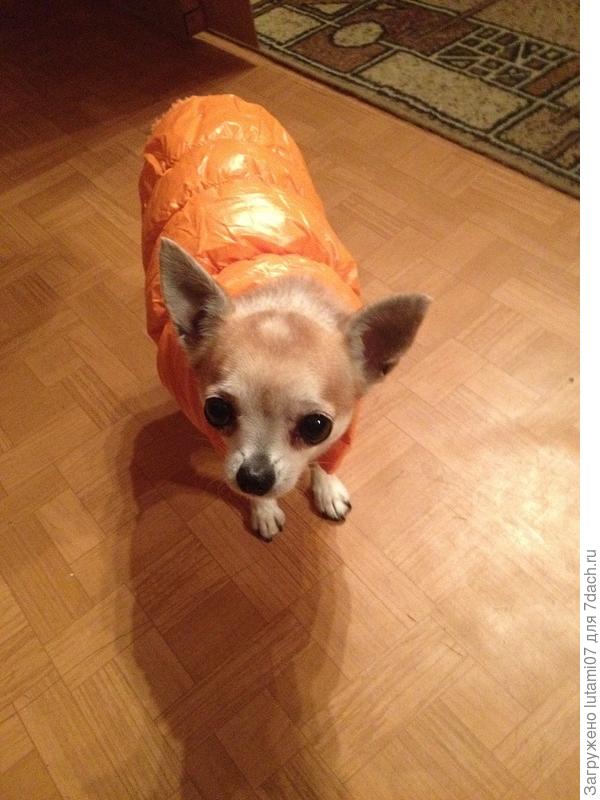 на прогулку