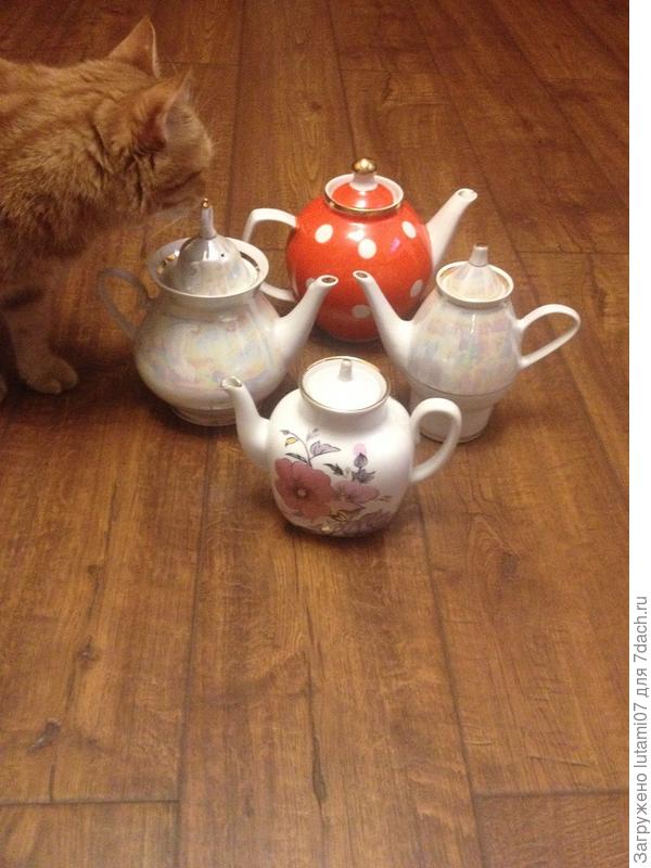 котя помогает