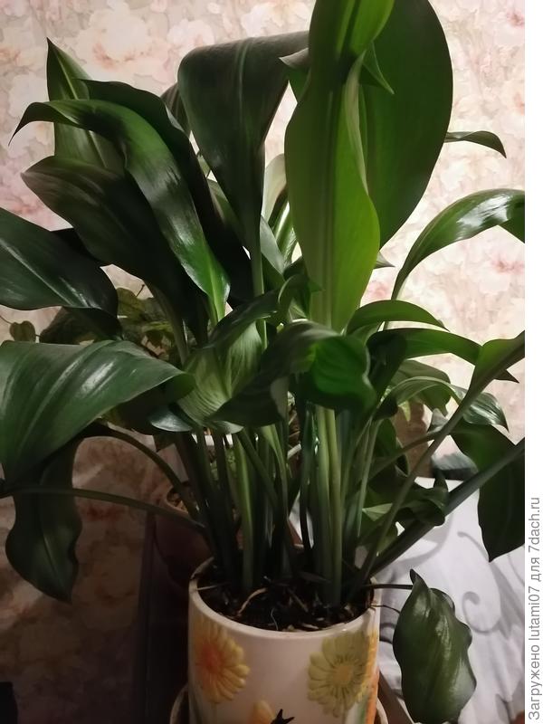 мой красавчик