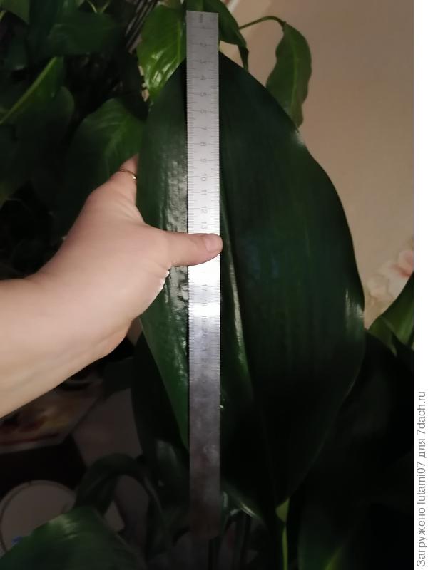 листья огромные стали