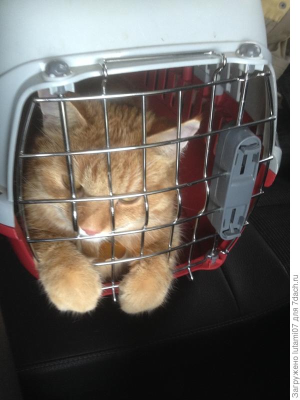 Так ездим на дачу. " Свободу Юрию Деточкину ! "