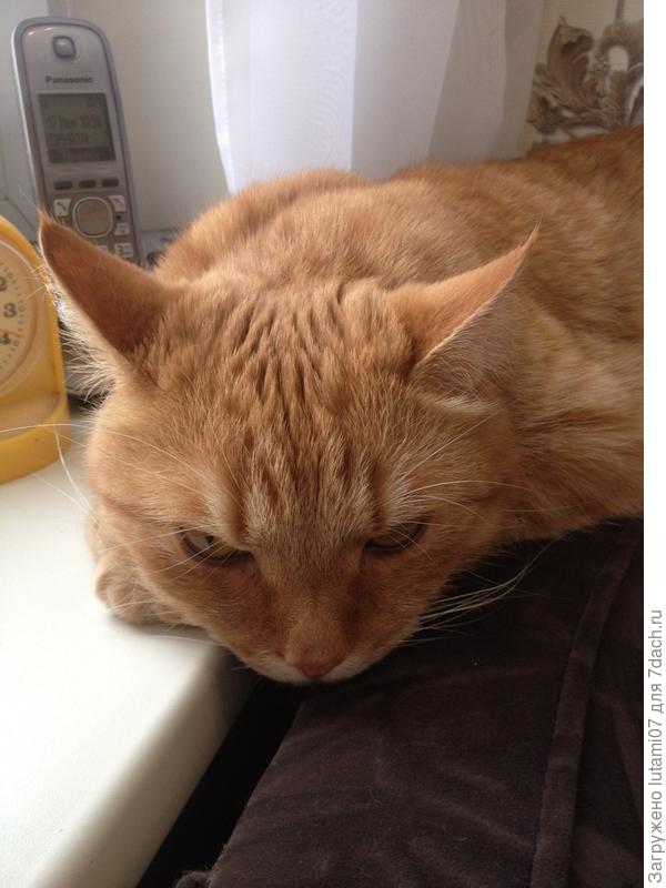 А это наглая рыжая морда