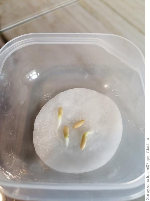 семена проклюнулись.