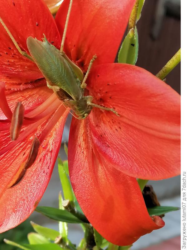 Певчий кузнечик на цветке